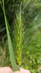 Elymus glabriflorus
