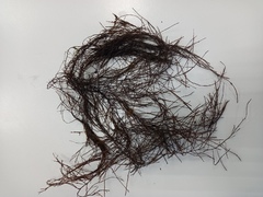 Desmarestia aculeata