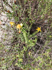 Hypericum balearicum