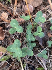 Trifolium pratense