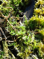 Sematophyllum adnatum