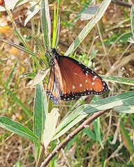 Danaus gilippus thersippus