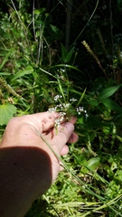 Limnosciadium pinnatum