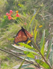 Danaus gilippus thersippus