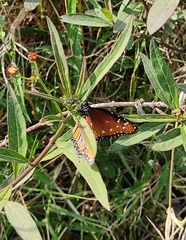 Danaus gilippus thersippus