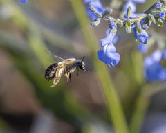 Caupolicana electa