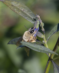 Caupolicana electa
