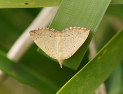 Chrysolarentia insulsata
