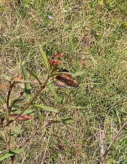 Danaus gilippus thersippus