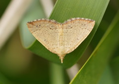 Chrysolarentia insulsata