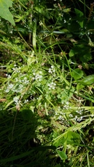 Limnosciadium pinnatum