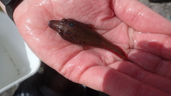 Lepadogaster purpurea