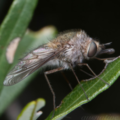 Eusurbus crassilabris