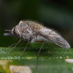 Eusurbus crassilabris