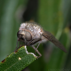 Eusurbus crassilabris