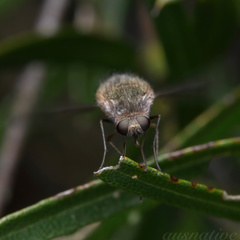 Eusurbus crassilabris