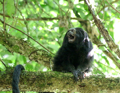 Leontopithecus chrysopygus