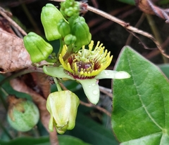 Passiflora sexocellata