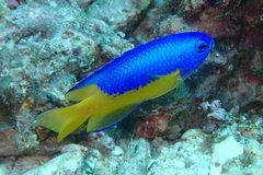 Pomacentrus auriventris