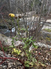 Tanacetum vulgare