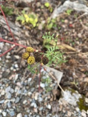 Tanacetum vulgare