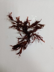 Odonthalia dentata