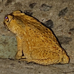Duttaphrynus melanostictus