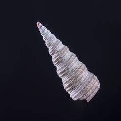 Turritellinella tricarinata
