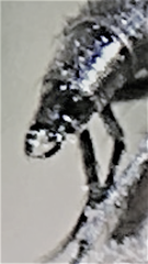Leucostoma