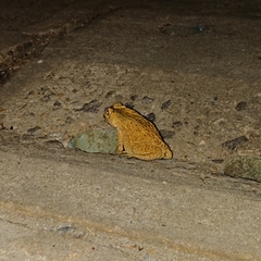 Duttaphrynus melanostictus