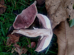 Agaricus campestris