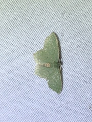 Chloropteryx nordicaria