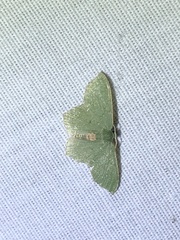 Chloropteryx nordicaria