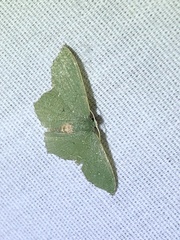 Chloropteryx nordicaria