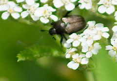 Strigoderma arbicola