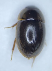 Cymbiodyta vindicata