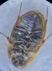 Cymbiodyta vindicata