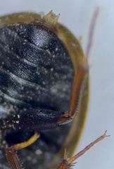 Cymbiodyta vindicata