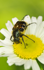 Trichiotinus viridans