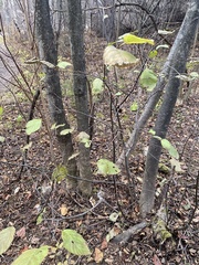 Alnus incana rugosa