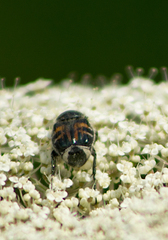 Trichiotinus viridans
