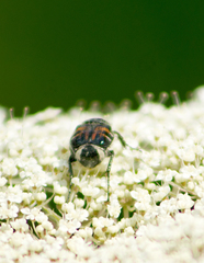 Trichiotinus viridans