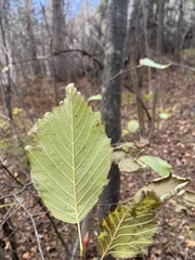 Alnus incana rugosa