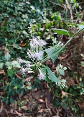 Chromolaena odorata