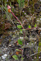 Arctotis angustifolia