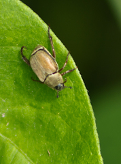 Hoplia modesta