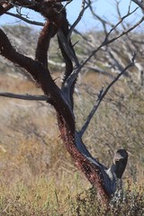 Acacia grasbyi