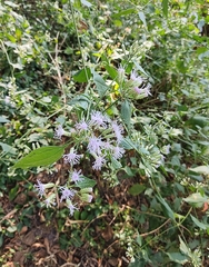 Chromolaena odorata