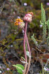 Arctotis angustifolia
