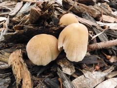 Coprinellus truncorum